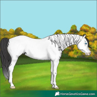 Horse Color:Black Splash Tobiano Appaloosa