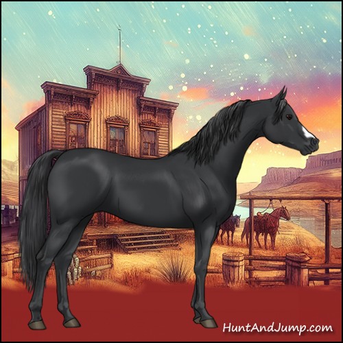 Horse Color:Black 