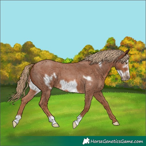 Horse Color:Red Roan Frame