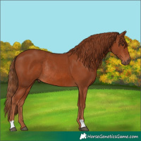 Horse Color:Chestnut Rabicano 