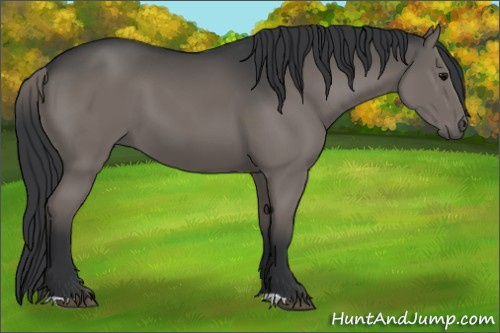 Horse Color:Black 
