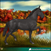 Horse Color:Smoky Black 