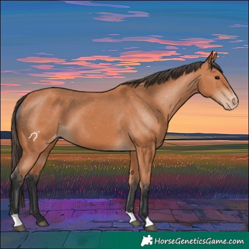 Horse Color:Bay Appaloosa 