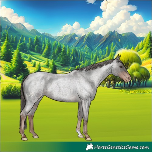 Horse Color:Liver Red Roan Appaloosa 