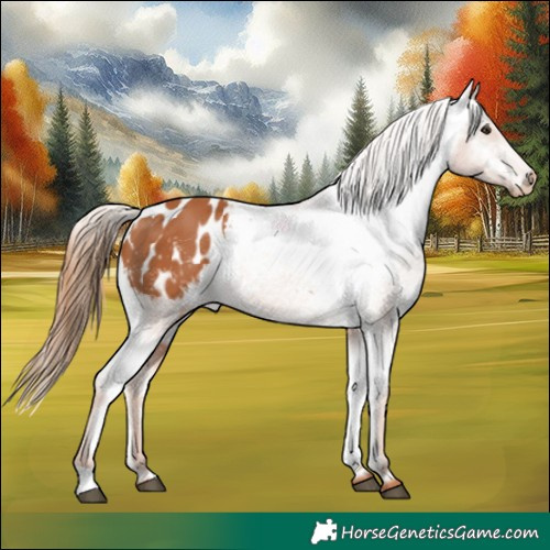 Horse Color:Chestnut Appaloosa 