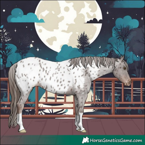 Horse Color:Liver Red Roan Appaloosa 