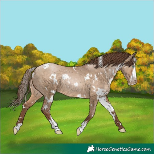Horse Color:White Spotted Brown Pearl Dun Sabino Rabicano