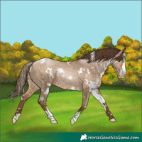 Horse Color:White Spotted Brown Pearl Dun Sabino Rabicano