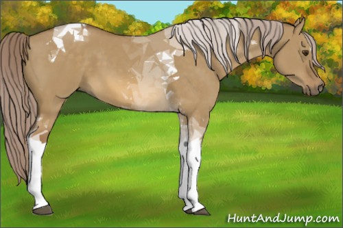 Horse Color:Chocolate Palomino Dun Tobiano 