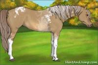 Horse Color:Chocolate Palomino Dun Tobiano 
