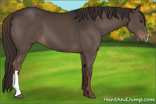 Horse Color:Liver Chestnut