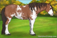 Horse Color:Bay Sabino 