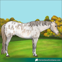 Horse Color:Buckskin Roan Tobiano Appaloosa 