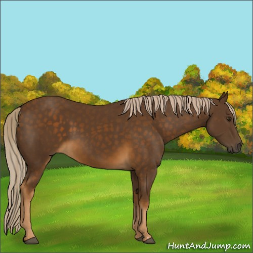 Horse Color:Chocolate Palomino 