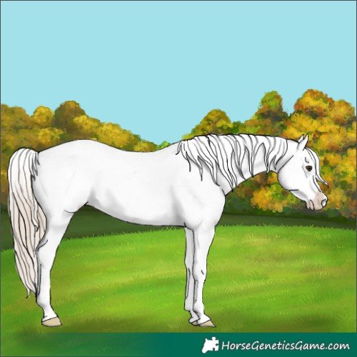Horse Color:Chocolate Palomino Roan Appaloosa 