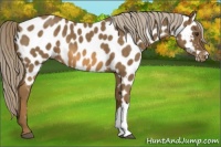 Horse Color:Chocolate Palomino Roan Appaloosa 