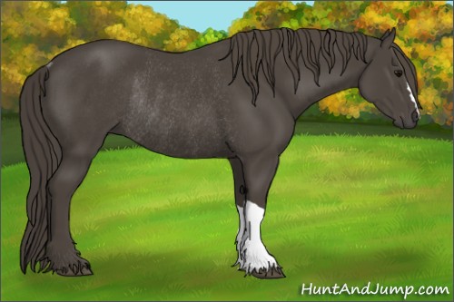 Horse Color:Smoky Black Rabicano