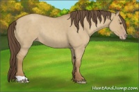 Horse Color:Classic Cream Champagne Roan Dun Rabicano 