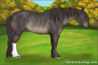 Horse Color:Smoky Black Rabicano