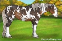 Horse Color:White Spotted Silver Smoky Black Splash Rabicano 