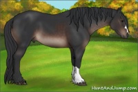Horse Color:Brown 