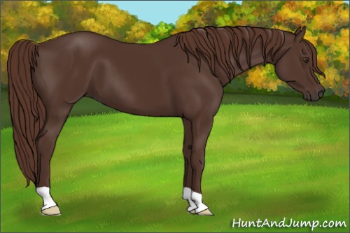Horse Color:Liver Chestnut 