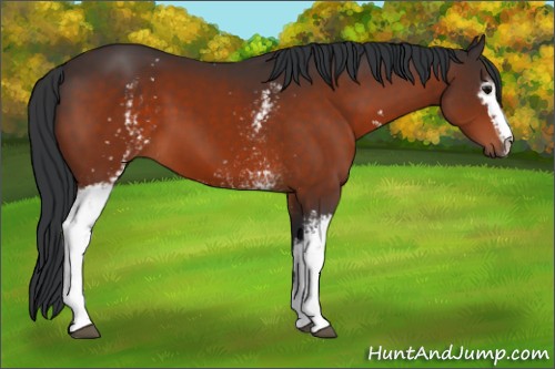 Horse Color:White Spotted Bay 