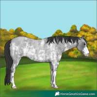 Horse Color:Blue Roan Sabino