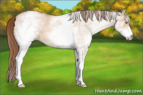 Horse Color:White Spotted Brown Pearl Dun 