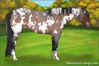 Horse Color:White Spotted Brown Roan Blanket
