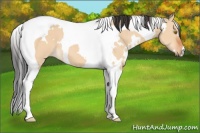 Horse Color:White Spotted Bay Dun Tobiano