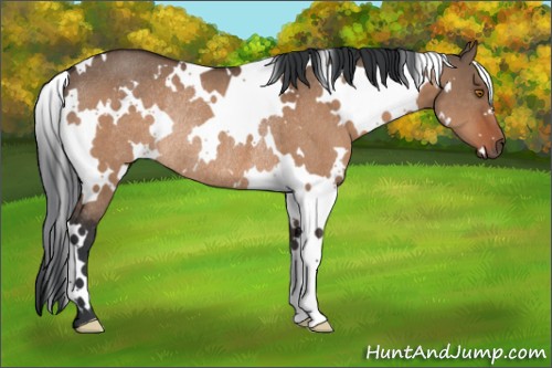 Horse Color:White Spotted Bay Dun Rabicano 