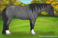 Horse Color:Blue Roan 