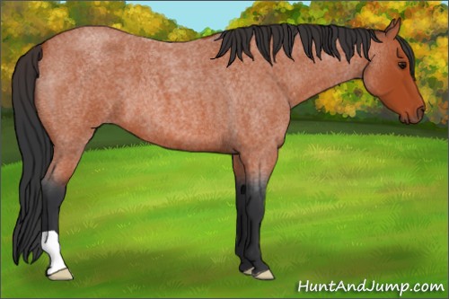 Horse Color:Bay Roan 