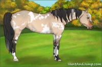 Horse Color:White Spotted Bay Dun 