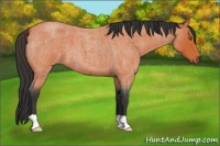Horse Color:Bay Roan 