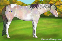 Horse Color:ERROR: UNKNOWN ANOMALY