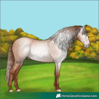 Horse Color:Gray Gold Champagne Roan 