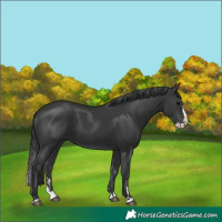 Horse Color:Black Splash 