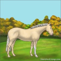 Horse Color:Gold Cream Champagne 