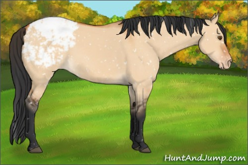 Horse Color:Bay Dun Appaloosa 
