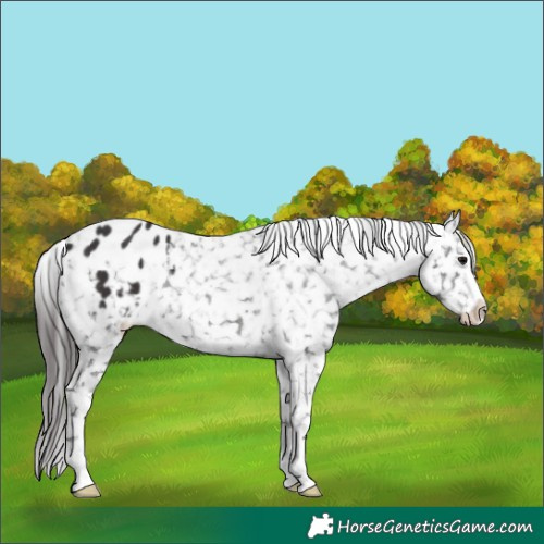 Horse Color:Smoky Black Appaloosa 