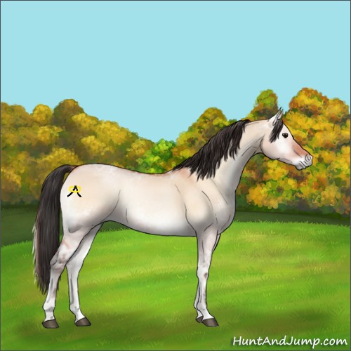 Horse Color:Bay Ice Onyx 