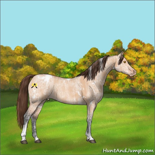 Horse Color:White Spotted Bay Ice Dun Tobiano Appaloosa Rabicano 