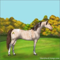 Horse Color:White Spotted Bay Ice Dun Tobiano Varnish Rabicano 
