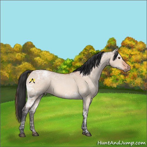 Horse Color:Brown Ice Dun