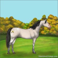 Horse Color:Brown Ice Dun 