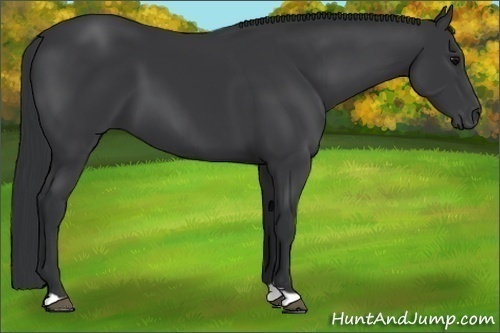 Horse Color:Black 