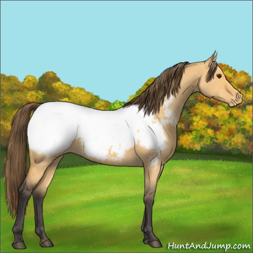 Horse Color:Buckskin Dun Appaloosa 