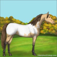 Horse Color:Buckskin Dun Appaloosa 